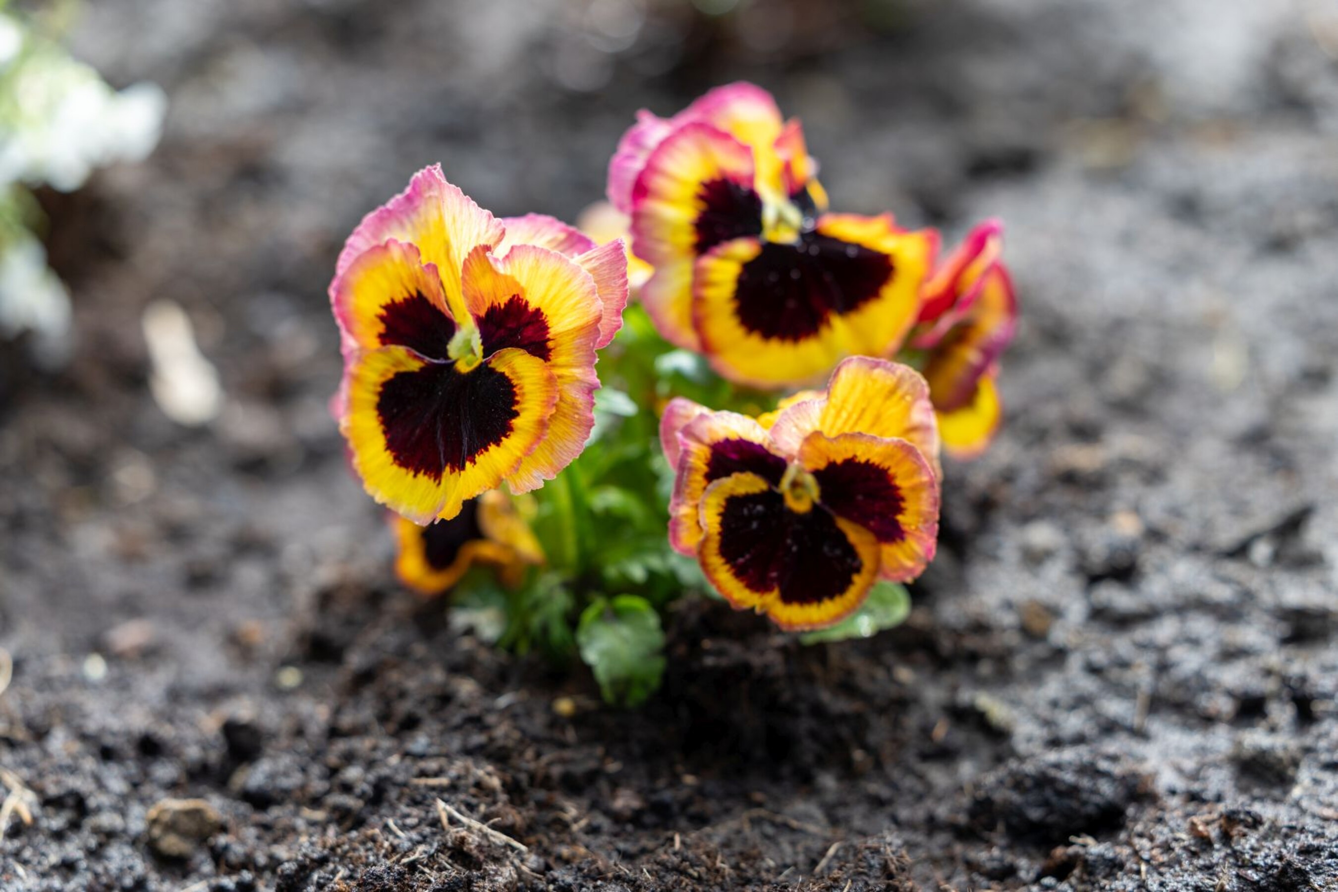 20 04 2026 Dzien-Ziemi  82 