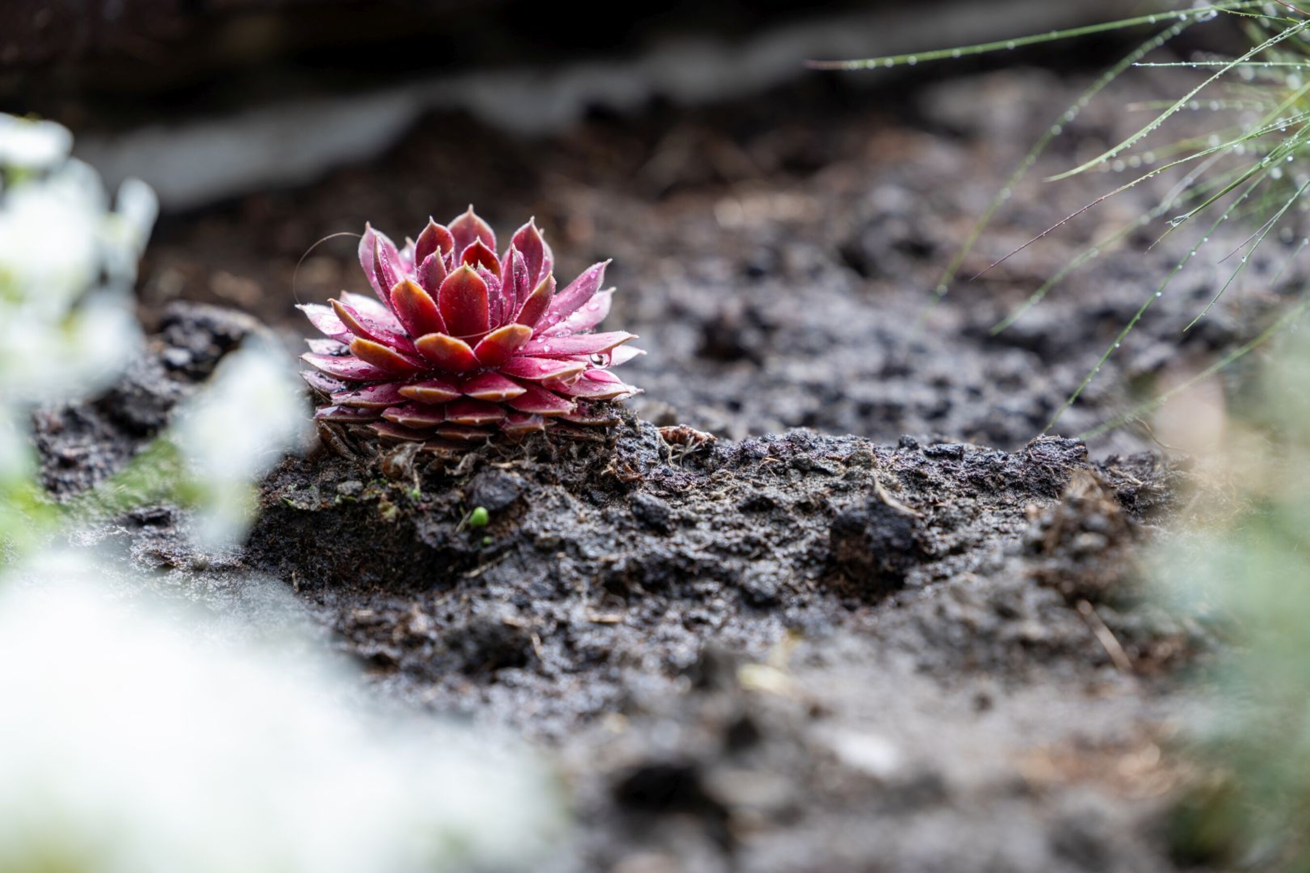 20 04 2026 Dzien-Ziemi  83 