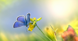turkusowy motyl