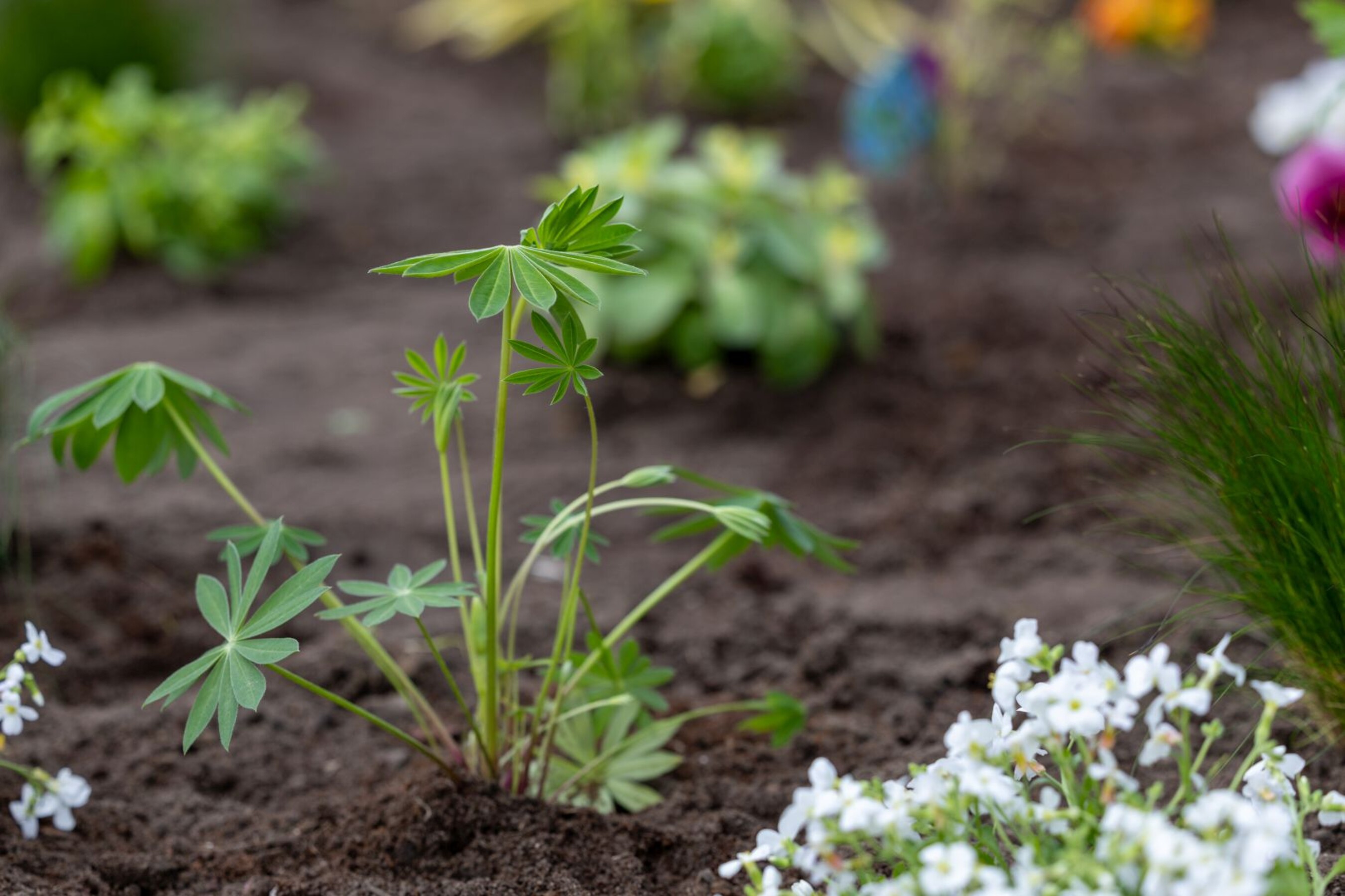 20 04 2026 Dzien-Ziemi  72 