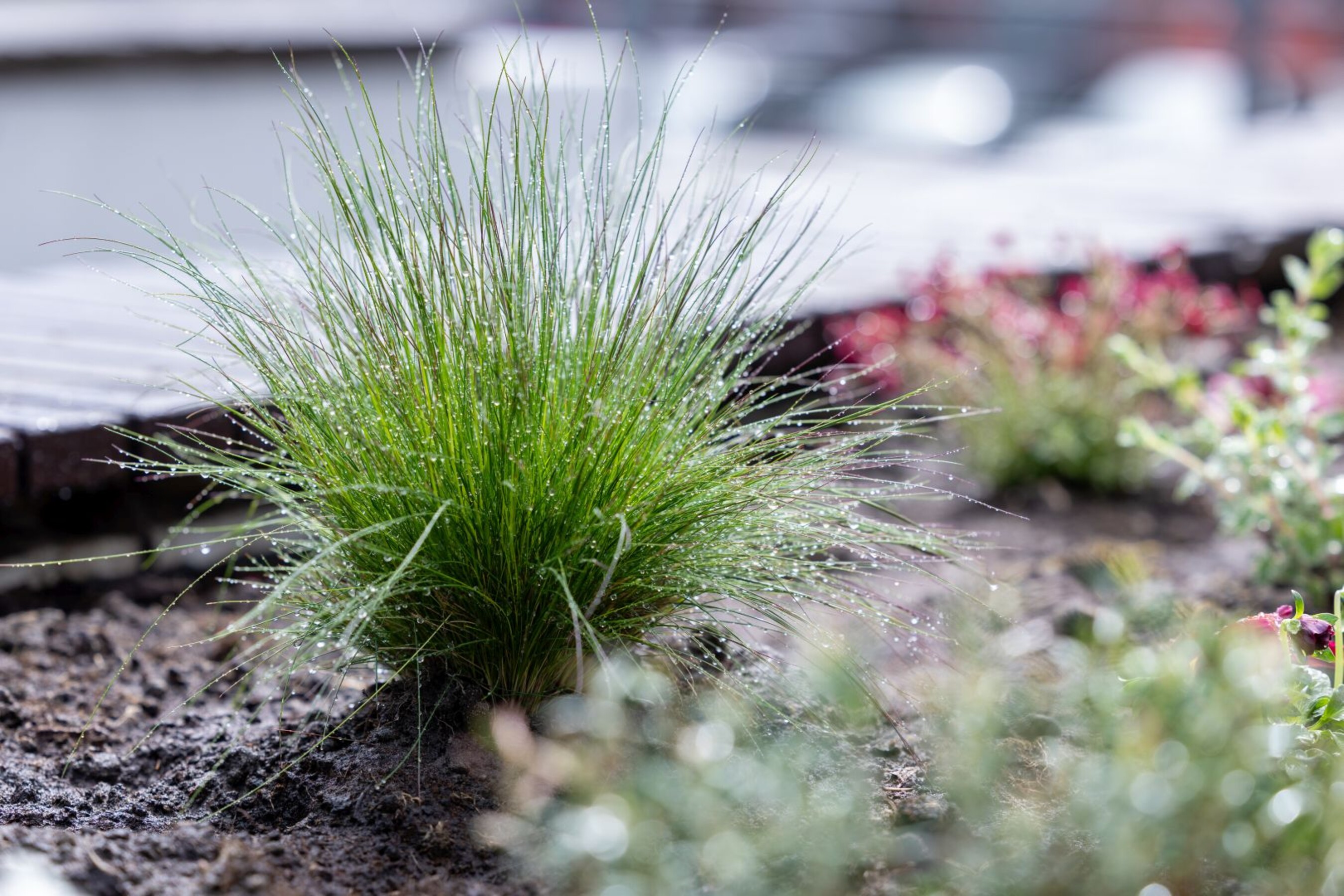 20 04 2026 Dzien-Ziemi  84 