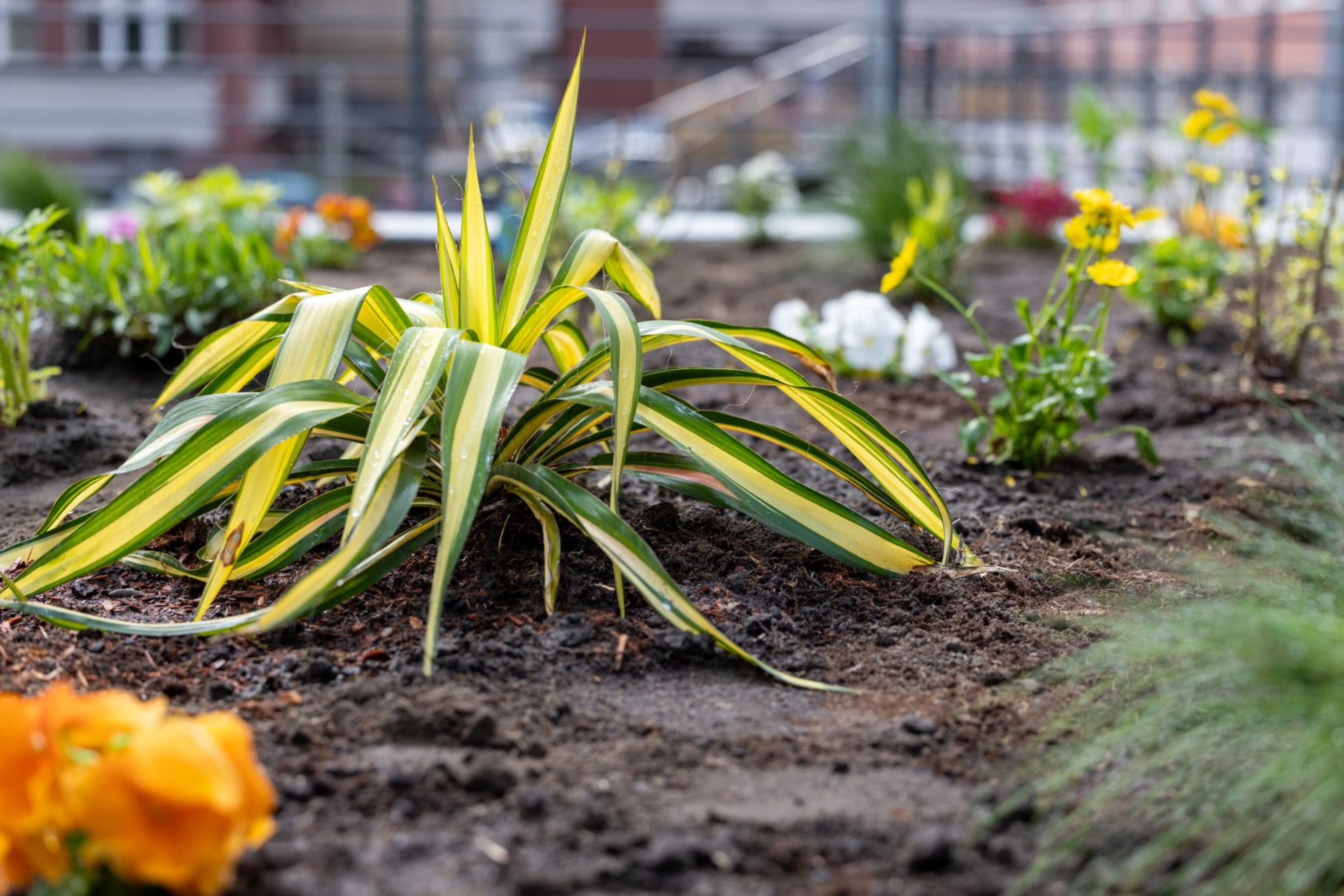 20 04 2026 Dzien-Ziemi  85 