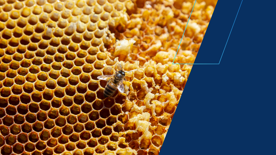 grafika ozdobna - pszczoła na plastrze miodu