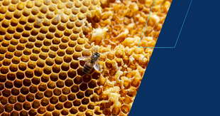 grafika ozdobna - pszczoła na plastrze miodu