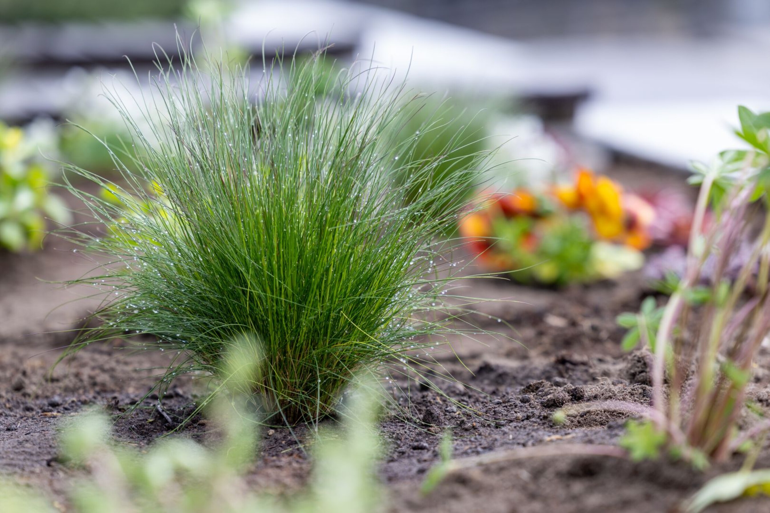 20 04 2026 Dzien-Ziemi  80 