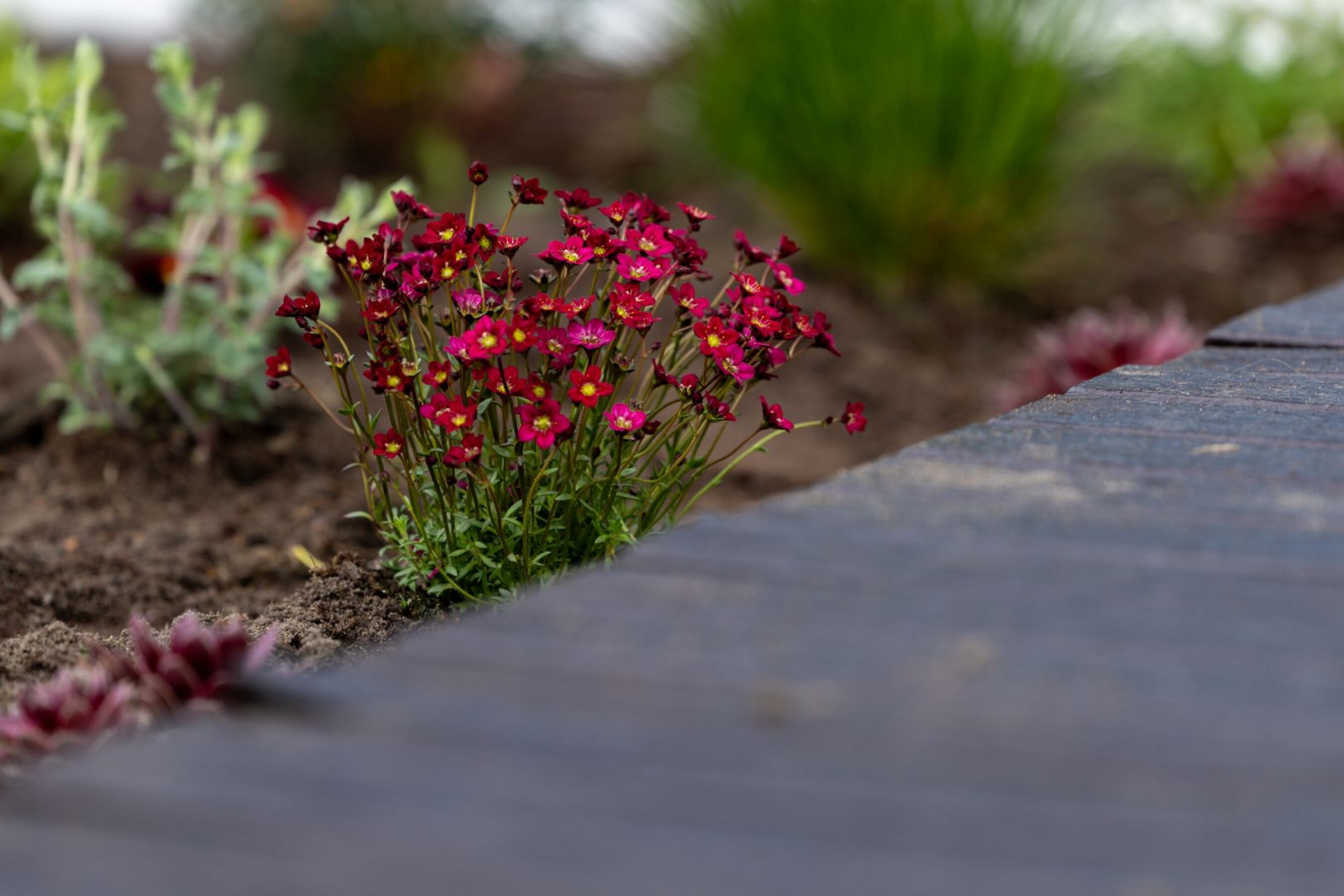 20 04 2026 Dzien-Ziemi  73 