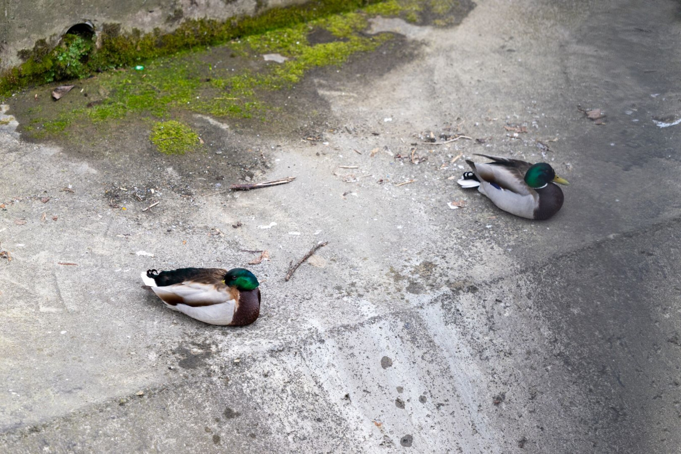 20 04 2026 Dzien-Ziemi  53 