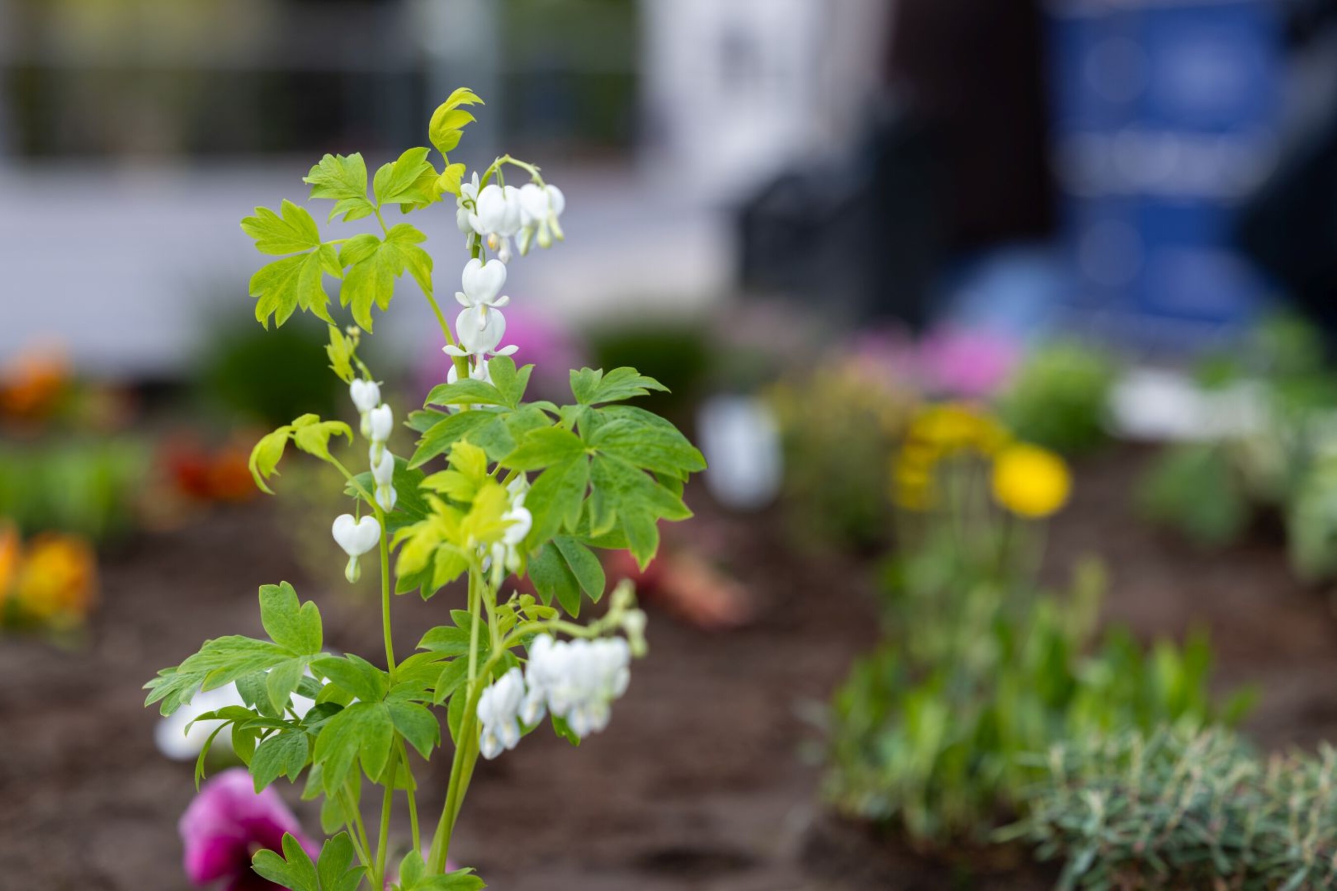 20 04 2026 Dzien-Ziemi  71 